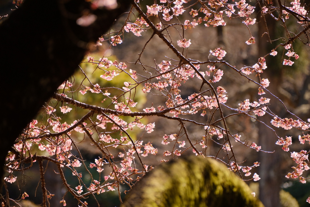 薩摩寒桜の幹越しの風景