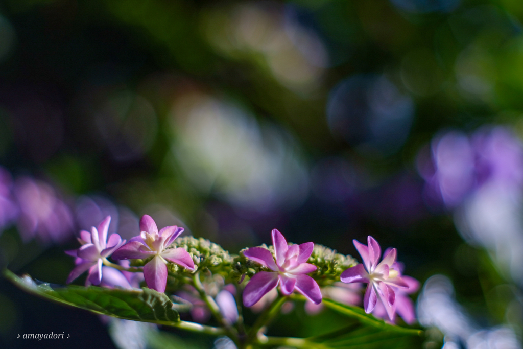 薔薇から紫陽花へ