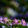 薔薇から紫陽花へ