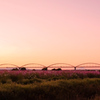 薄紅の夕景