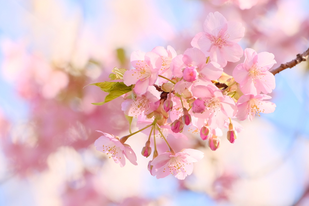 春色全開、河津桜