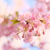 春色全開、河津桜
