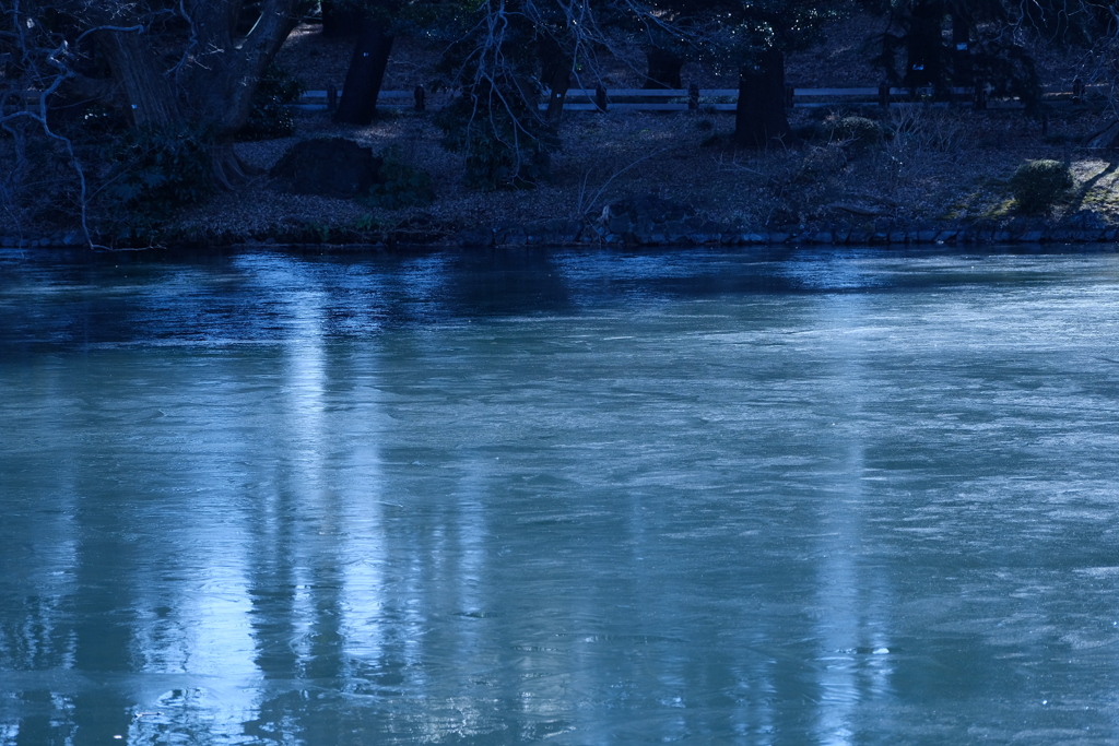 池の薄氷、映り込みでわかる溶けはじめ
