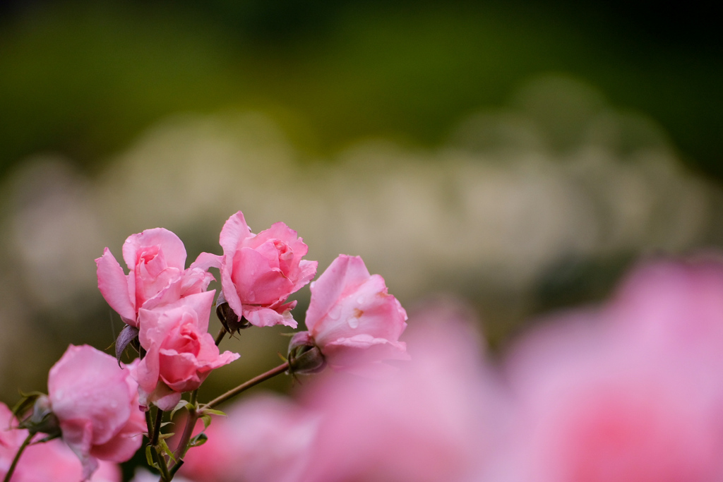 光の帯に薔薇添えて