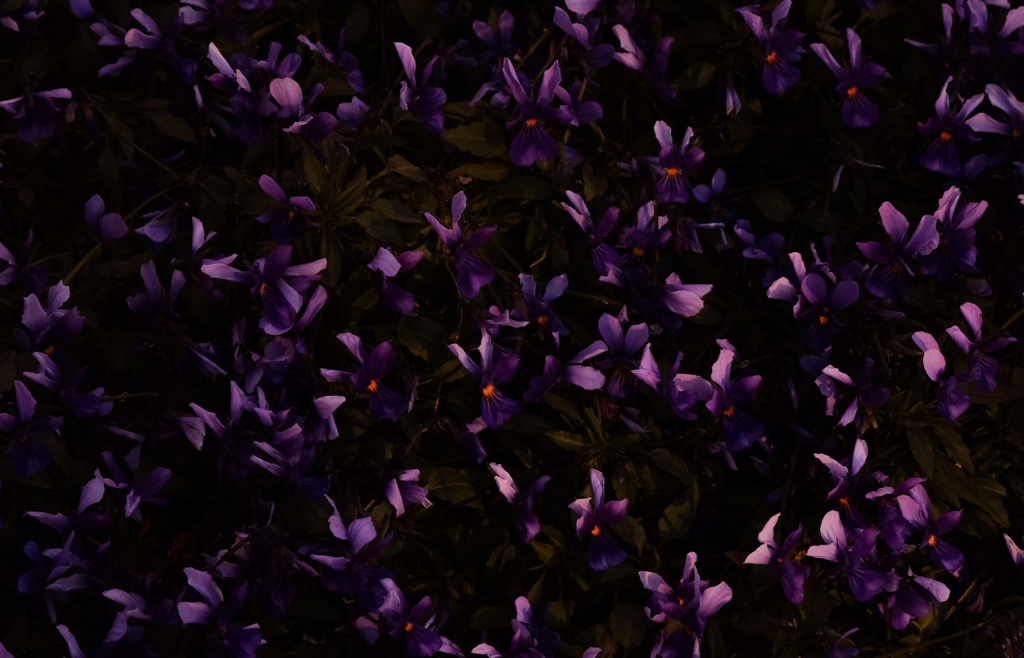 viola（ヴィオーラ）：イタリア語「紫」