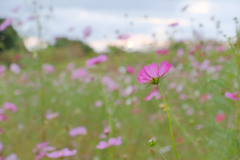 花摘みの後・・・