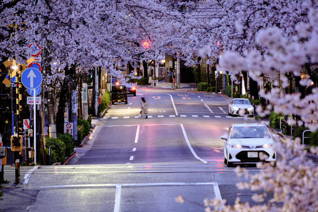 桜並木と雨上がりの路面