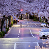 桜並木と雨上がりの路面
