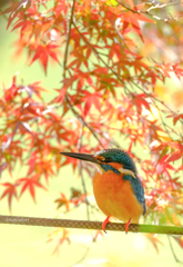 紅葉とカワセミboy