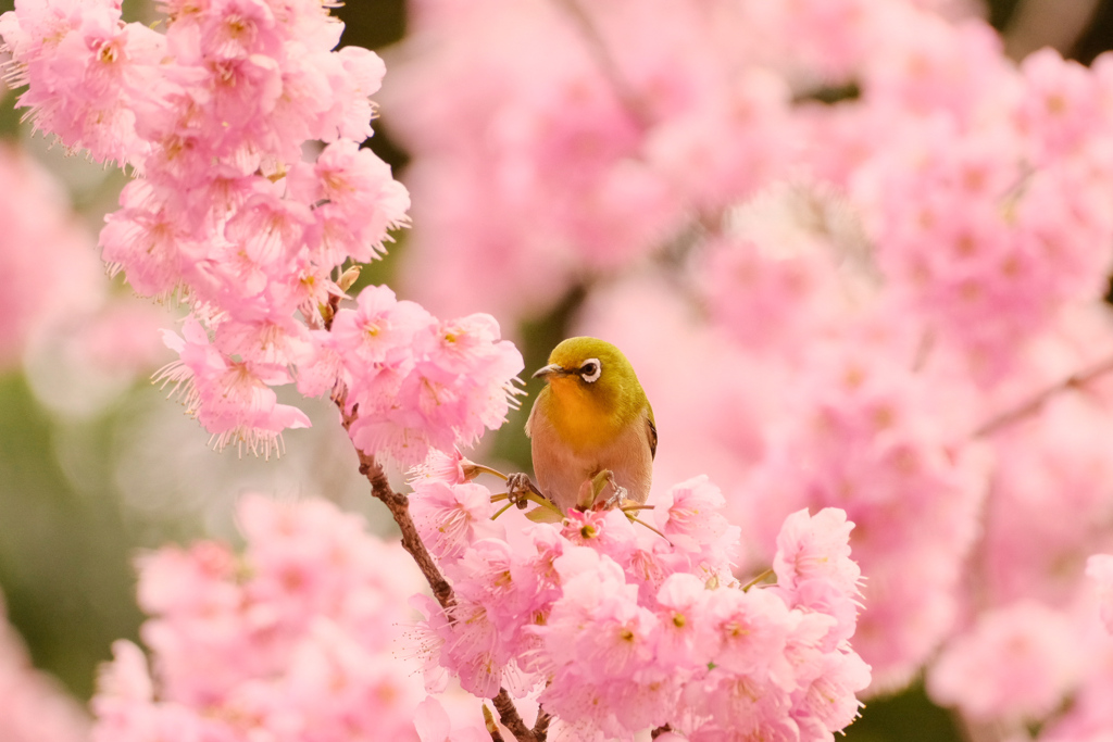 春うららかな特等席