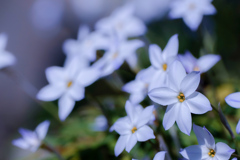 Spring starflower