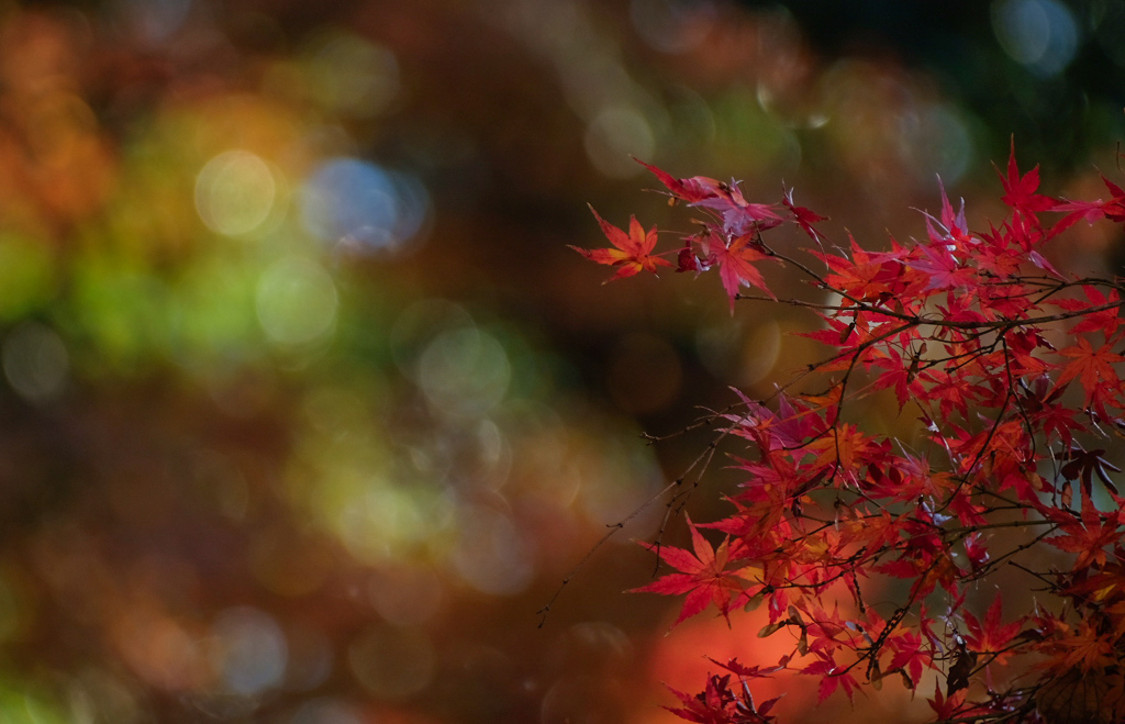 木陰に彩葉