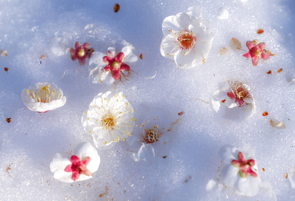 雪氷に梅の花