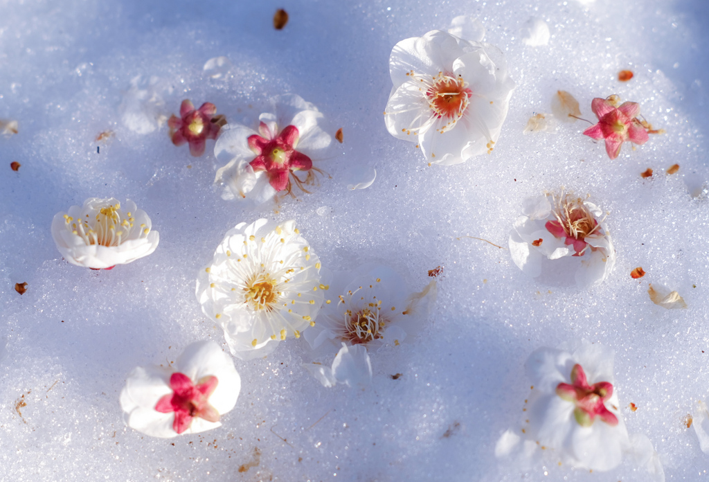 雪氷に梅の花
