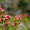 薔薇の香り芳しく、気分一新