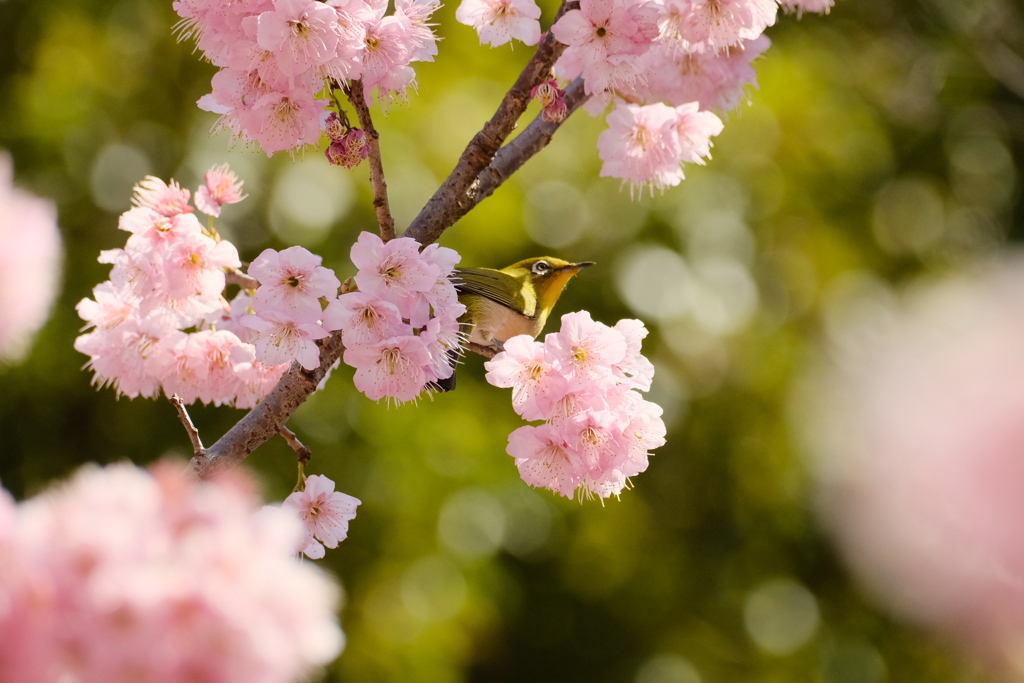 若草色と桜色