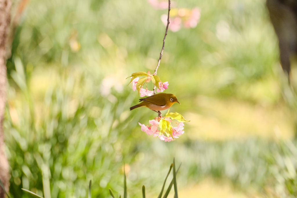 河津桜の花手毬にメジロさん