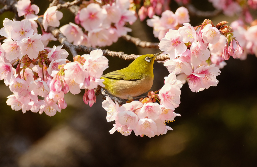 寒桜の花籠に