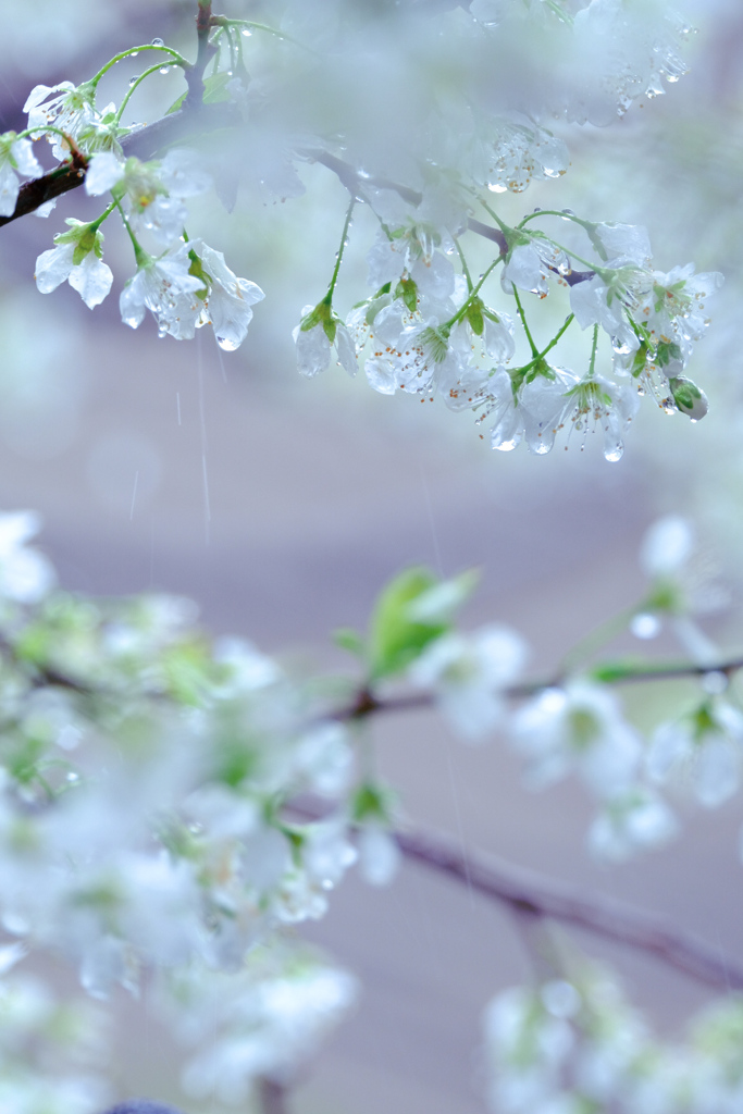 雨粒の重み