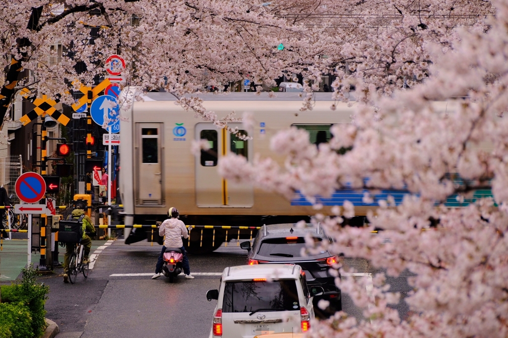 踏切のある風景、春らんまん