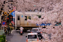 踏切のある風景、春らんまん