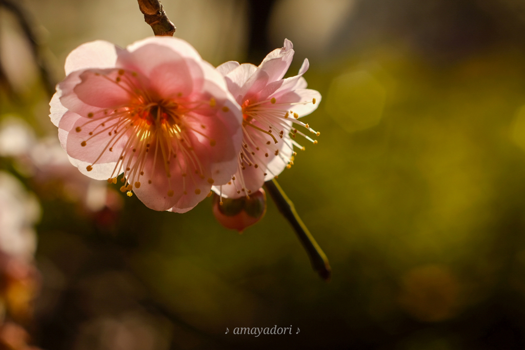 透ける花芯の黄色