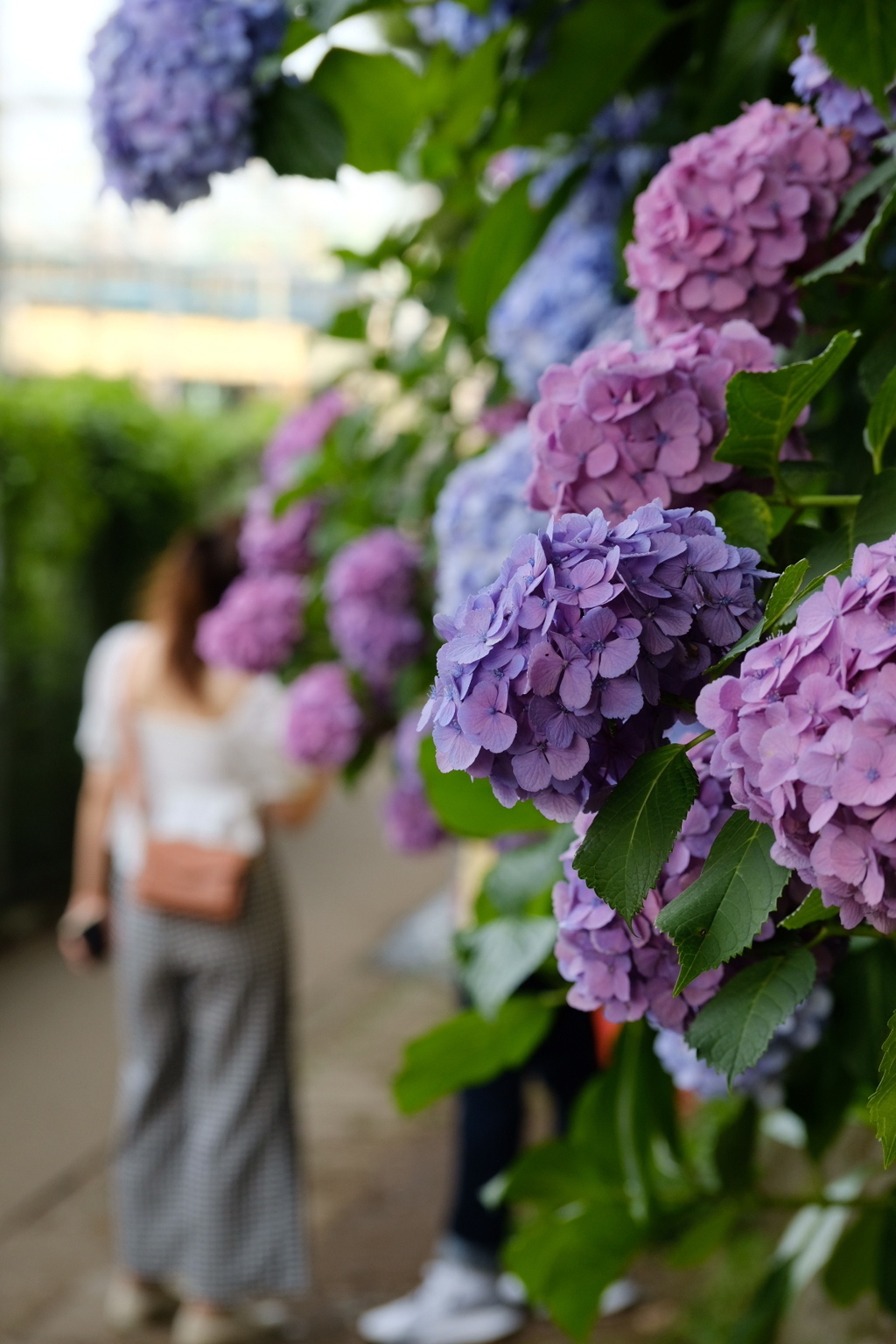 夕暮れ時の紫陽花愛でる人々