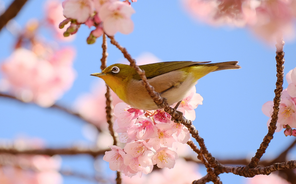 桜のブランコとメジロさん