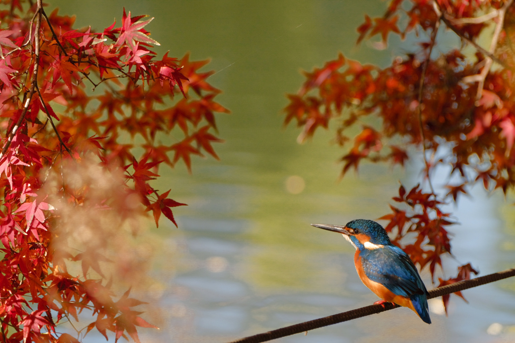 紅葉とカワセミさん