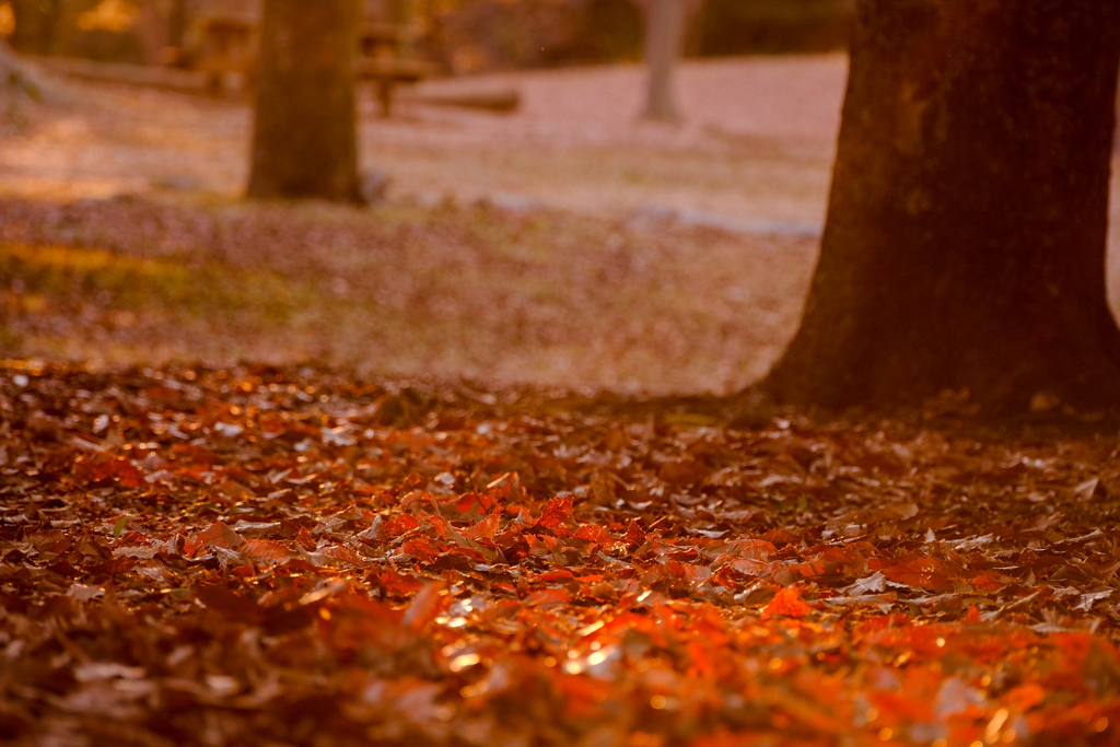 夕陽が織りなす色襲―IROGASANE