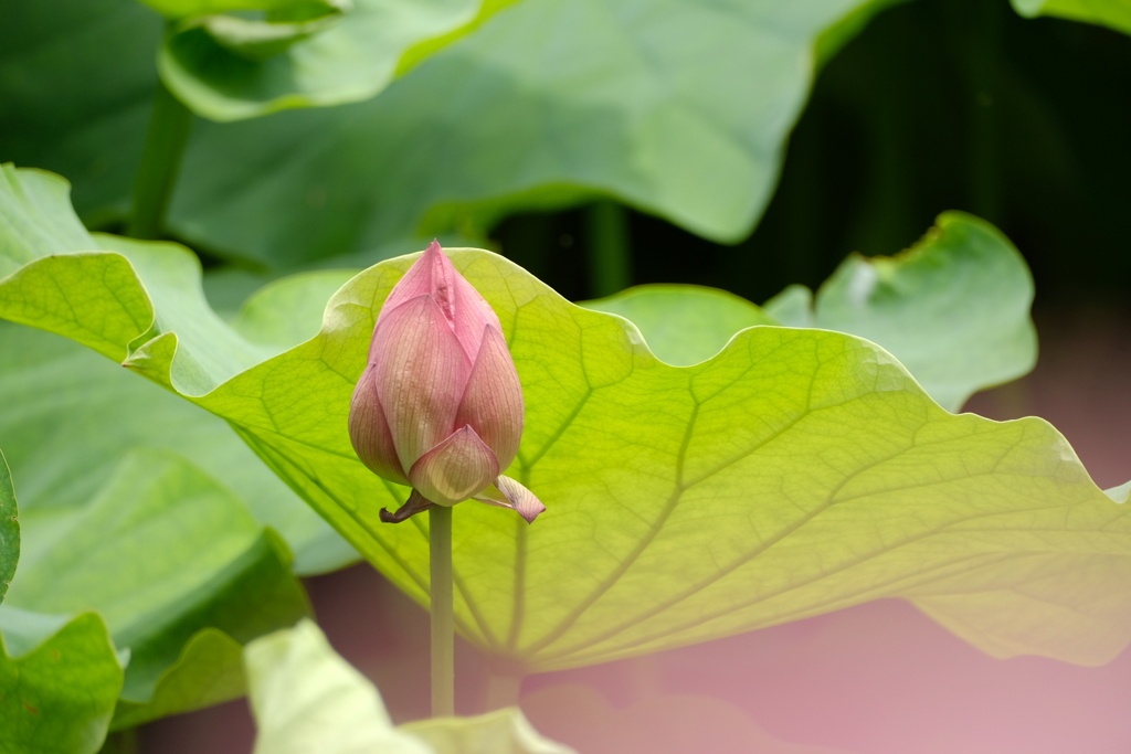 紫陽花越しの蓮、まだ蕾