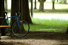 メタセコイアの並木道