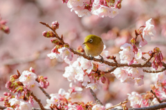 寒桜とメジロさん