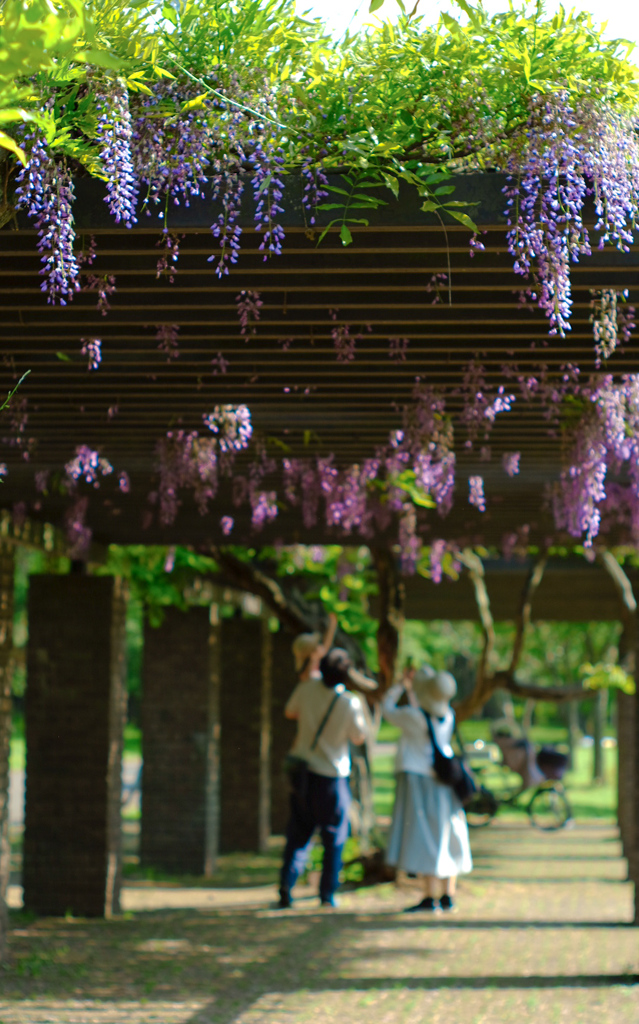 藤の花に願い届くかな