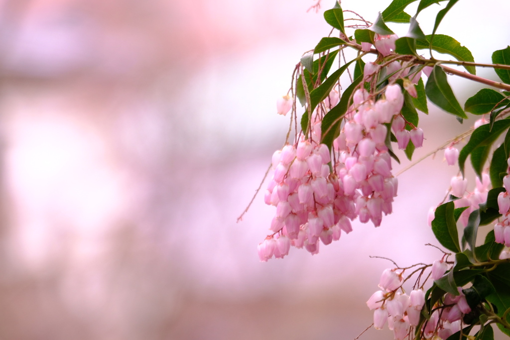 万葉集にも「咲きにおう馬酔木の花」