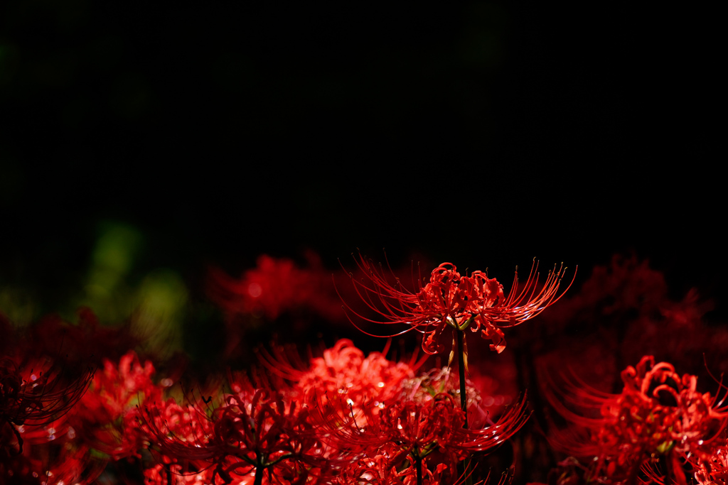 曼珠沙華の森