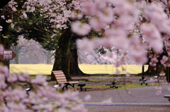 桜雨のときだけはベンチもひと休み