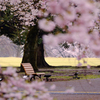 桜雨のときだけはベンチもひと休み