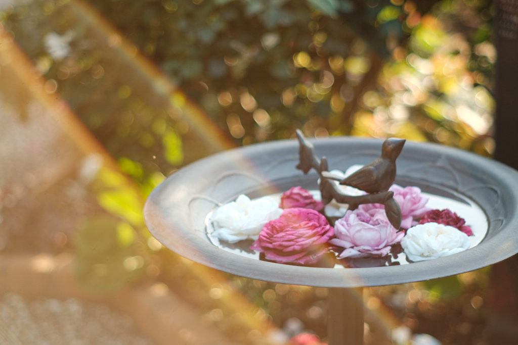 薔薇を浮かべ贅沢なBird bath