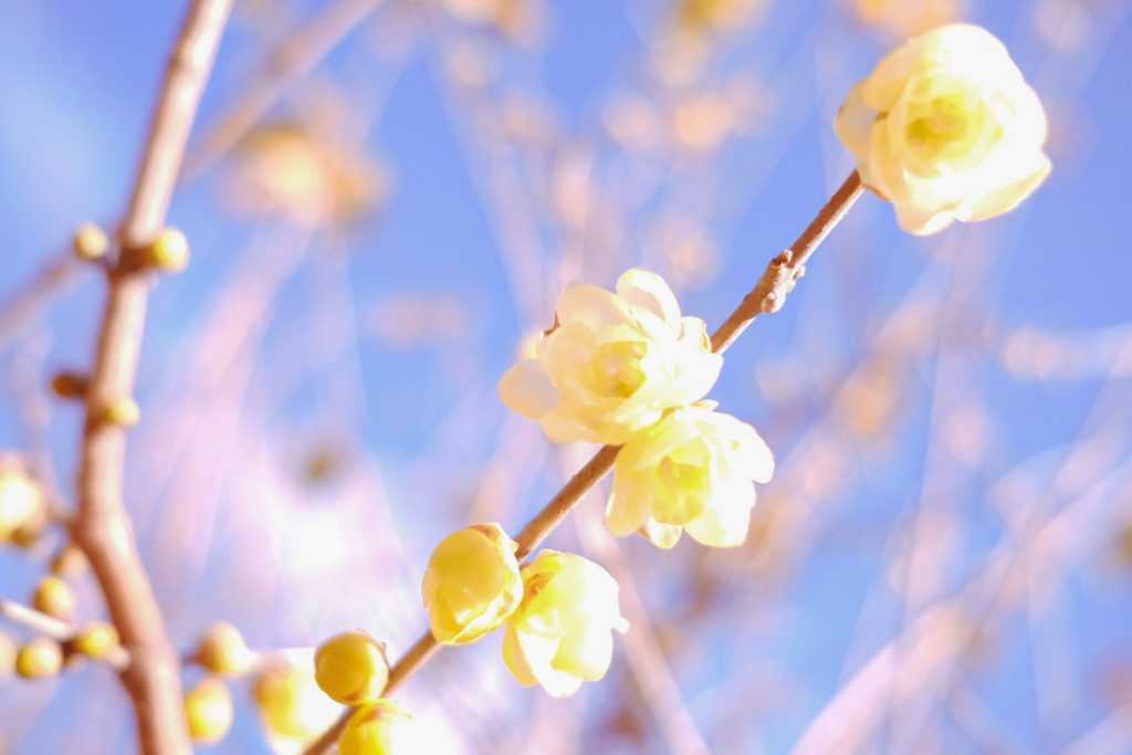 初春に芳しき香り、ソシンロウバイ