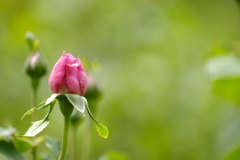 バラも早いのね