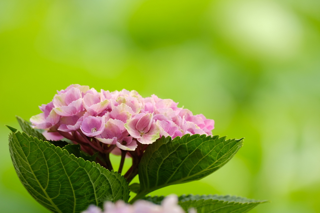 紫陽花の差し色、黄緑を背景に