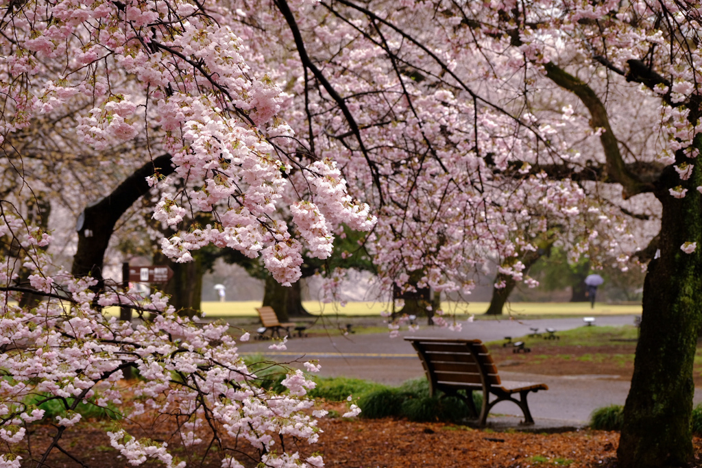 満開宣言に桜雨