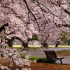 満開宣言に桜雨