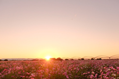 沈む夕陽に照らされて