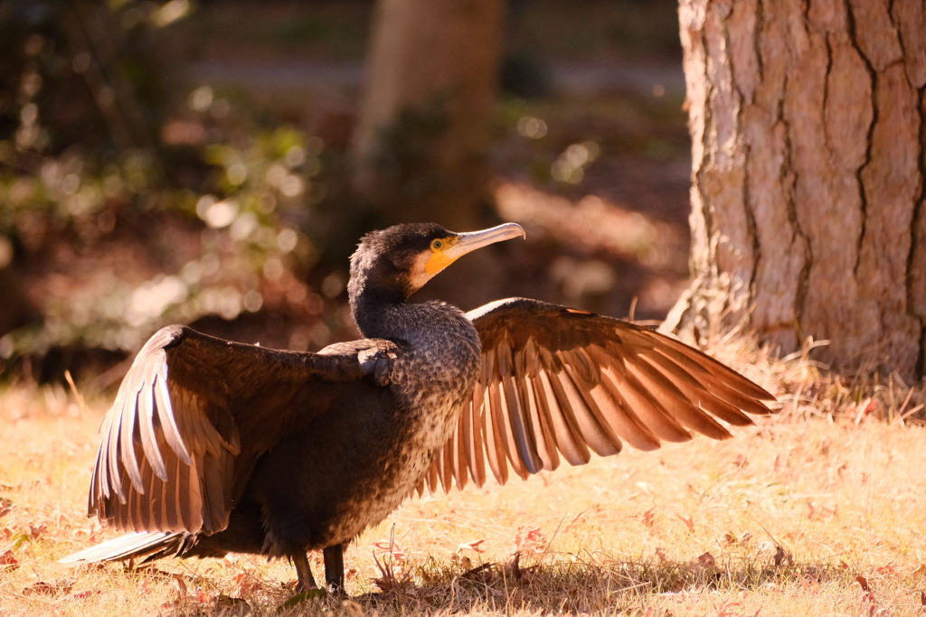 春の陽光に、意外とキュートなgreen eye