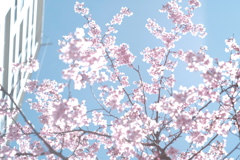 透ける桜色と水色の空