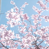透ける桜色と水色の空