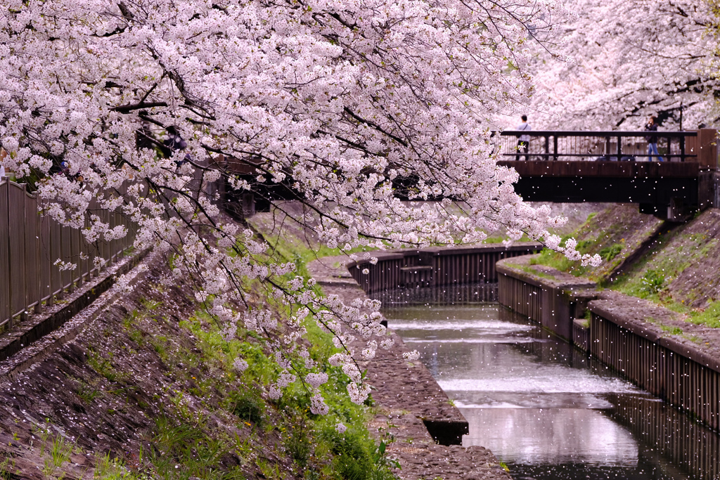 舞散る桜に立ちどまり