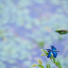 睡蓮池に蝶蜻蛉